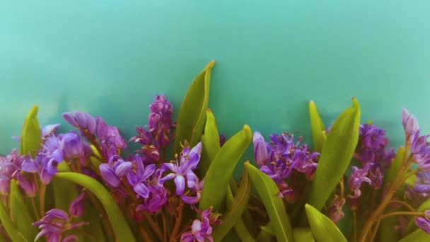 Vår Blommor Blå Snödroppar Färg Bakgrund — Stockvideo