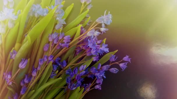 Flores Primavera Gotas Neve Azuis Fundo Cor — Vídeo de Stock