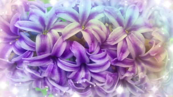 Vår Hyacint Blommor Bakgrund Konsistens — Stockvideo