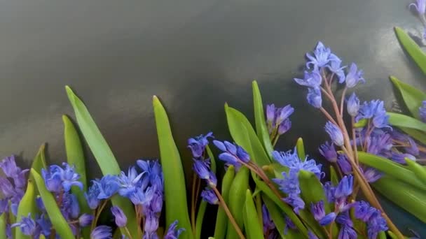 Flores Primavera Nevadas Azules Sobre Fondo Color — Vídeos de Stock