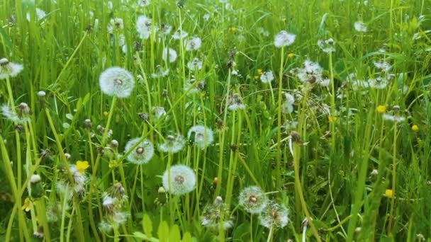 Closeup Big Dandelion Seeds Nature — Stock Video