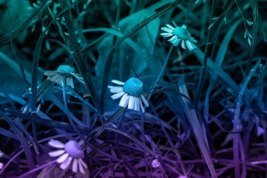 Yağmurlu bir günde doğada papatya tarlası. Papatya çiçekleri, tarla çiçekleri, papatya çiçekleri, bahar günü.