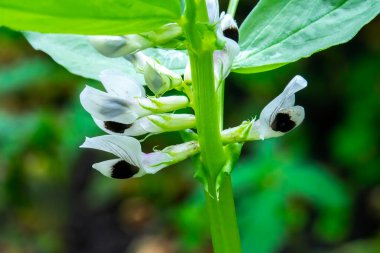 Bahar bahçesinde taze yeşil soya bitkileri
