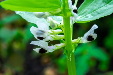 Bahar bahçesinde taze yeşil soya bitkileri