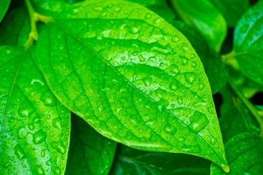 Su damlalı yeşil yapraklar, makro, doğa arka planı