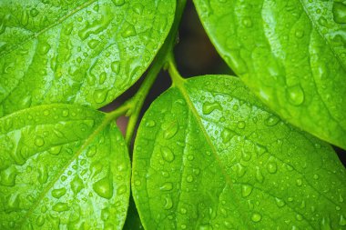 Su damlalı yeşil yapraklar, makro, doğa arka planı
