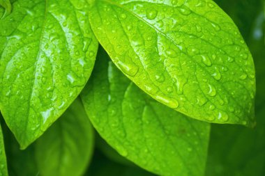 Su damlalı yeşil yapraklar, makro, doğa arka planı