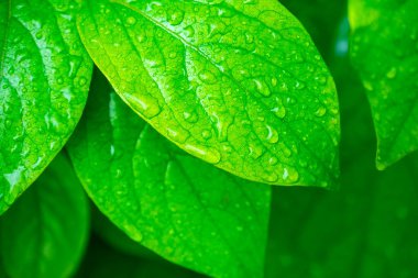 Su damlalı yeşil yapraklar, makro, doğa arka planı