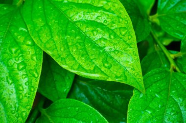 Su damlalı yeşil yapraklar, makro, doğa arka planı