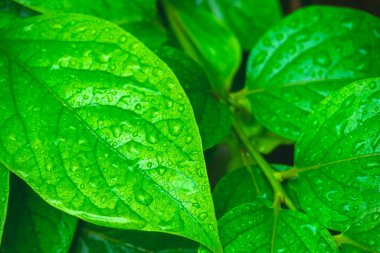 Su damlalı yeşil yapraklar, makro, doğa arka planı