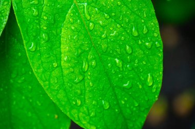 Su damlalı yeşil yapraklar, makro, doğa arka planı