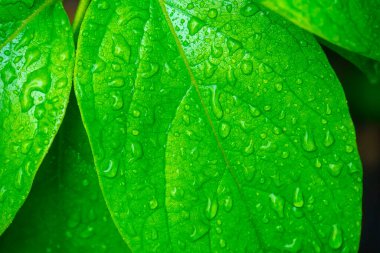Su damlalı yeşil yapraklar, makro, doğa arka planı