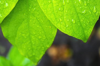 Su damlalı yeşil yapraklar, makro, doğa arka planı