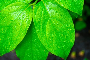 Su damlalı yeşil yapraklar, makro, doğa arka planı