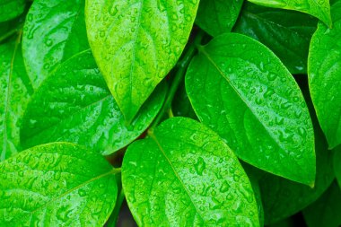 Su damlalı yeşil yapraklar, makro, doğa arka planı
