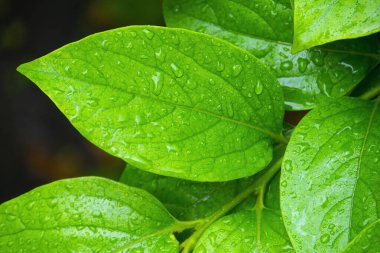 Su damlalı yeşil yapraklar, makro, doğa arka planı