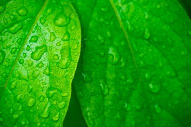 Su damlalı yeşil yapraklar, makro, doğa arka planı