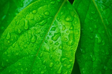 Su damlalı yeşil yapraklar, makro, doğa arka planı