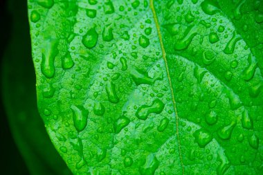 Su damlalı yeşil yapraklar, makro, doğa arka planı