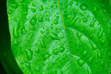 Su damlalı yeşil yapraklar, makro, doğa arka planı