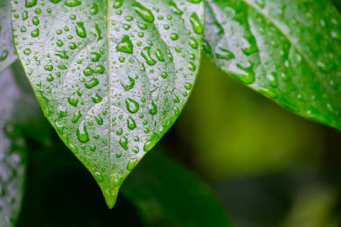 Su damlalı yeşil yapraklar, makro, doğa arka planı