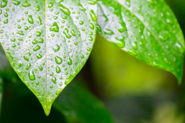 Su damlalı yeşil yapraklar, makro, doğa arka planı