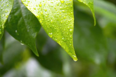 Su damlalı yeşil yapraklar, makro, doğa arka planı