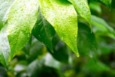 Su damlalı yeşil yapraklar, makro, doğa arka planı