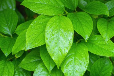 Su damlalı yeşil yapraklar, makro, doğa arka planı