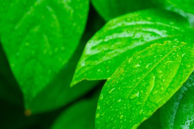 Su damlalı yeşil yapraklar, makro, doğa arka planı