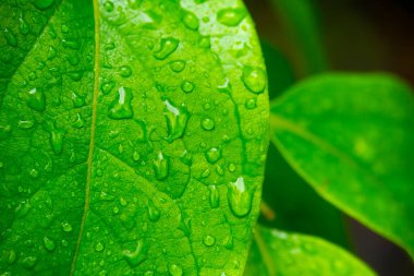 Su damlalı yeşil yapraklar, makro, doğa arka planı