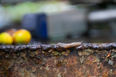 Duvarda sürünen sümüklü böcek.