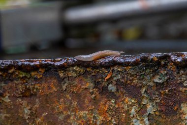 Duvarda sürünen sümüklü böcek.