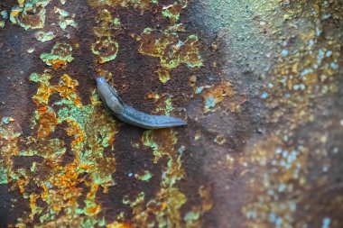 Duvarda sürünen sümüklü böcek.