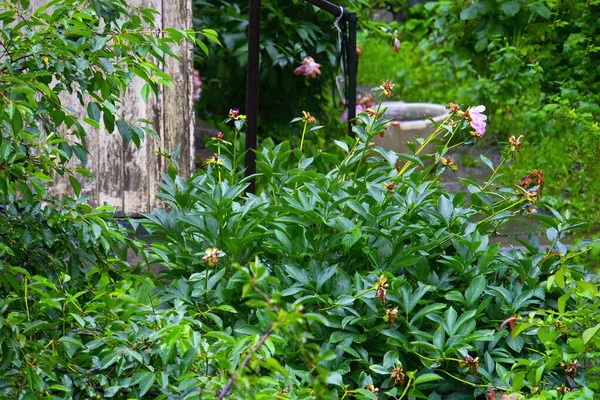 Cespugli Peonia Nel Giardino Piovoso — Foto Stock