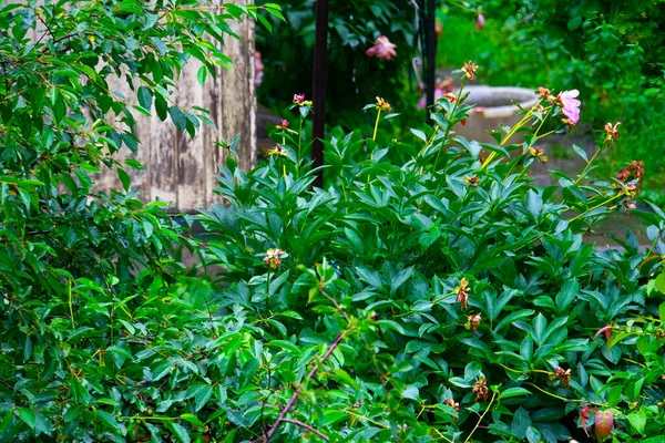 Arbustos Peônia Jardim Chuvoso — Fotografia de Stock