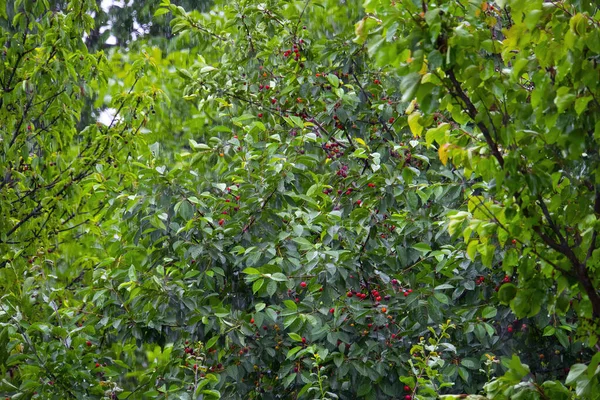 Cerezo Con Frutas Jardín Lluvioso — Foto de Stock