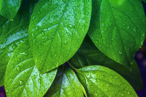 水滴绿堤 自然背景 — 图库照片