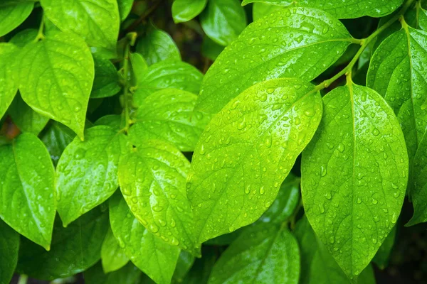 Зелене Листя Краплями Води Макрос Фон Природи — стокове фото