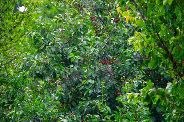 Kersenboom Met Fruit Regenachtige Tuin — Stockfoto