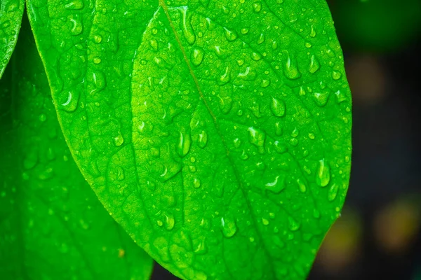 Su damlalı yeşil yapraklar, makro, doğa arka planı