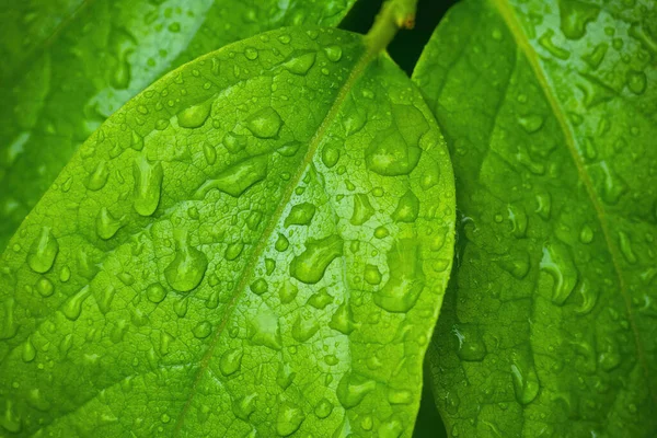 Grüne Blätter Mit Wassertropfen Makro Naturhintergrund — Stockfoto