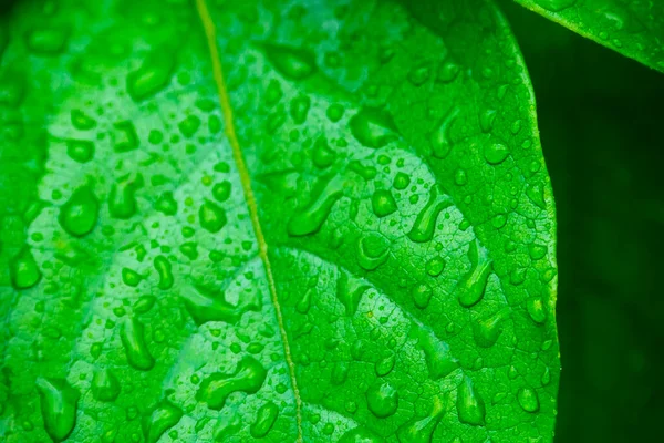 Grüne Blätter Mit Wassertropfen Makro Naturhintergrund — Stockfoto