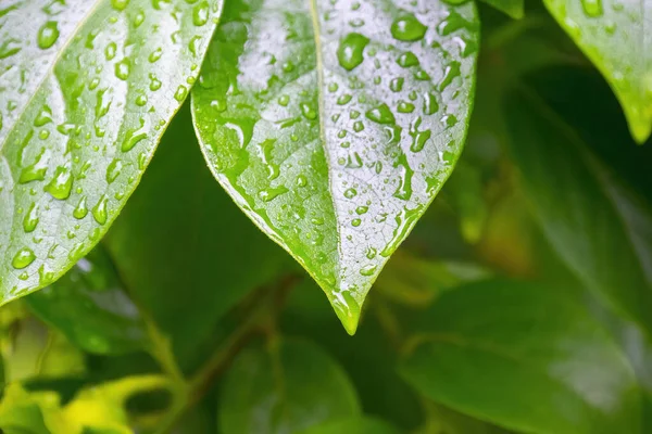 Зелене Листя Краплями Води Макрос Фон Природи — стокове фото