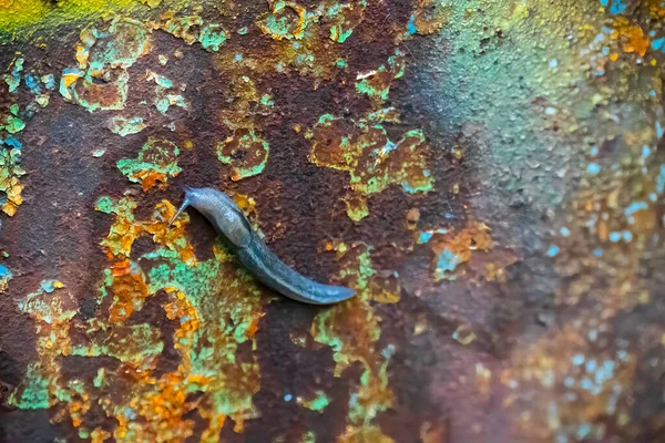 Duvarda Sürünen Sümüklü Böcek — Stok fotoğraf