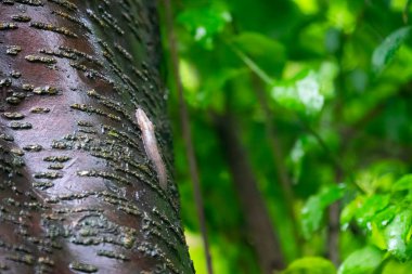 Bahçe sümüklüböceği dalda sürünüyor