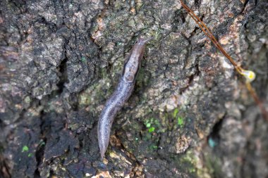 Bahçe sümüklüböceği dalda sürünüyor