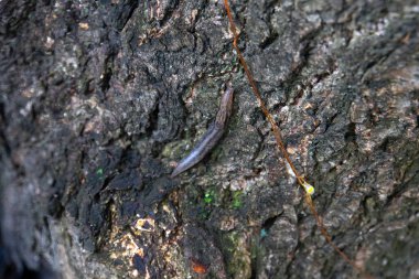 Bahçe sümüklüböceği dalda sürünüyor