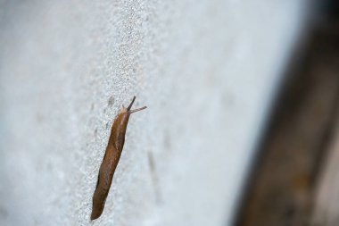 Duvarda sürünen sümüklü böcek.