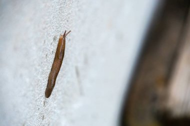 Duvarda sürünen sümüklü böcek.